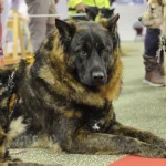 Salon de l'Agriculture : ce Dogue du Tibet mayennais sacré champion de France vise le prestigieux Concours général agricole