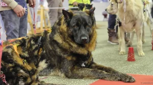 Salon de l&rsquo;Agriculture : ce Dogue du Tibet mayennais sacré champion de France vise le prestigieux Concours général agricole